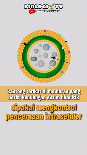 Lisosom #biologisma #lolosutbk #ipa
