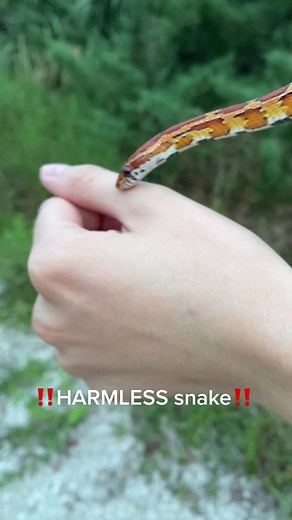 89K views · 2.4K reactions | ‼️HARMLESS, NONVENOMOUS CORN SNAKE....