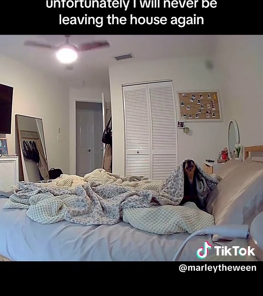 poor baby 😭 #dachshund #dog #minidachshund #howling #marleytheween | Dog Howling