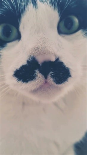 ​The Birth of a Titan Cat