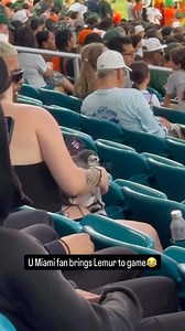 Lemur enjoying some college football today🏈👀| #ONLYinDADE @bitemebaitshack | ONLY in DADE