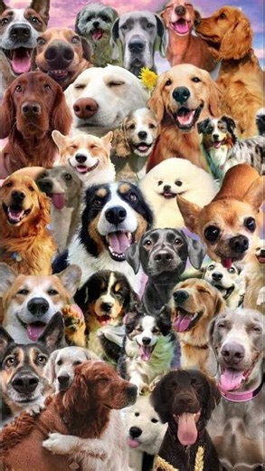 #shortsfeed #funny #baalgeet #cat #memes #animals #comedy #balgeet #cute #cricket