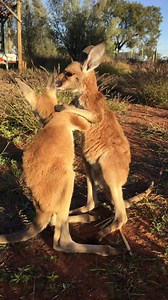 It’s Hugs Wednesday 🤗 Here’s Sebastian and Madeleine learning their hug styles when they were babies 😍😍 | The Kangaroo Sanctuary Alice Springs