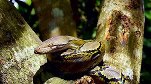 Beautiful close up of facing Phyton snake rest and climbing on the tree with zoom in motion.