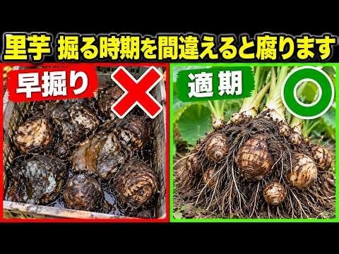 里芋は掘るのが早すぎると腐ります｜収穫どきがわかる3つのサイン