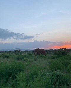 3.5K views · 194 reactions |  Happy #WorldElephantDay⁣ ⁣ Did you...