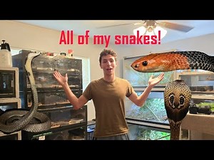 Venomous Snake Room Tour!