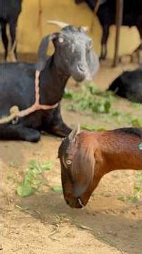 🐏💢 Symptoms of Worms inside goat’s 🐐 | De-worming infor💯👌🏻🐏🌾💚 #goat #deworming #goatfarming