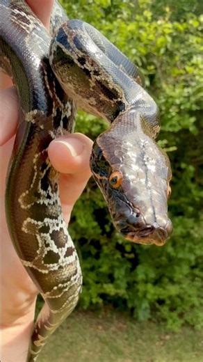 This Could Be the Coolest Black Snake Ever! 🐍🖤