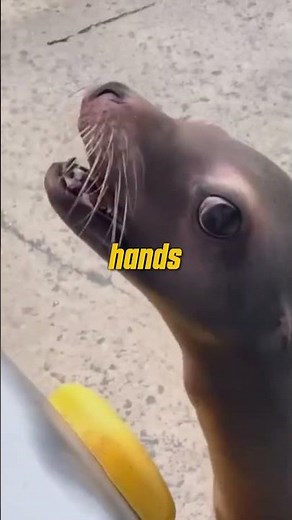 🦁 Put your hands in the air and do the sea lion