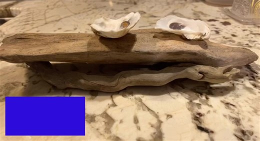 Beautifully curved oyster shells, perfect for crafting, jewelry making, or home decor. Each cup-shaped shell features a unique natural pattern and nacreous interior, adding a touch of coastal elegance. Available in two size variants: 2-3 inches or 3 inches and larger. Every shell is carefully cleaned and hand-picked to minimize cracks or damage, with extras included in every order to ensure you have plenty for your project. Please note: A small amount of crumbles or sand may be present in the bo