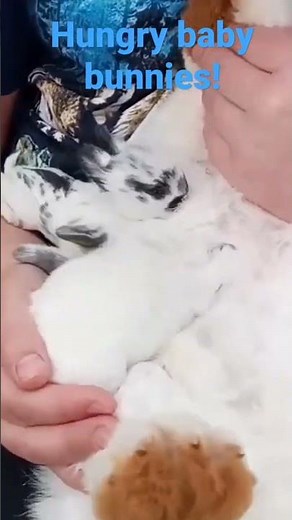 Baby bunnies nursing! Baby rabbits and mommy rabbit!