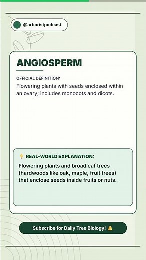 How are broadleaf flowering trees classified? 🌳 #arboristexamprep #treebiology