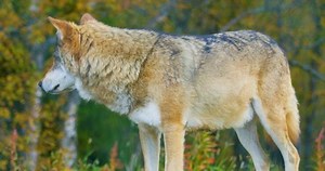 Close-up Large Male Grey Wolf Stands Stock Footage Video (100% Royalty-free) 32911426 | Shutterstock