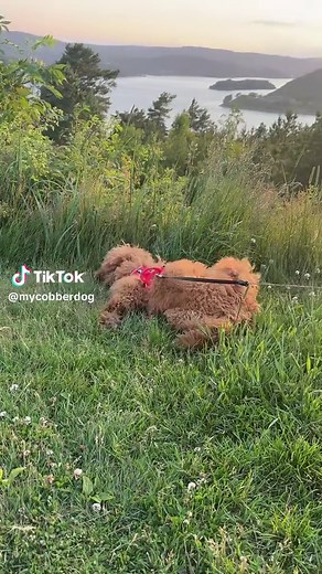 Australian Cobberdog: The Joy of Life with Puppies