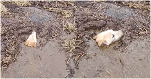 Swamp Mud Swallowed Up A Dog And She Was Sinking Fast