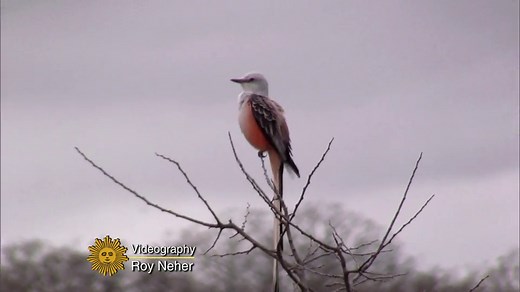 Nature: Oklahoma's Lake Thunderbird