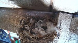 We are still waiting for these beautiful swallow eggs to hatch. Incubation is 12-17 days, so not long to wait now. This is likely to be the first of 2 or 3 broods for this pair . It is incredible to think that this tiny birds flies all the way from Africa to return to this exact space, every year. Set-up: WildlifeKate #Swallow #Wildlife #Nature | Birdsy