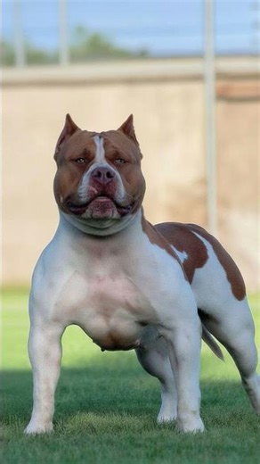 The biggest Pit Monster in Brazil! #pitmonster #dog #shortvideo #shorts