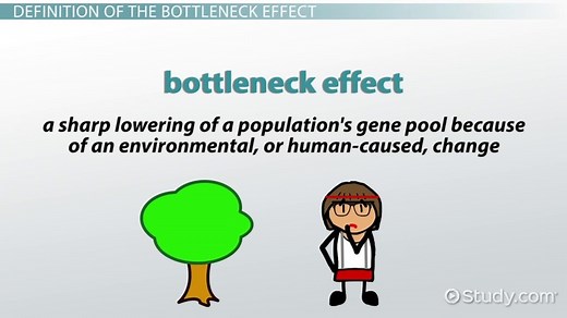 The Bottleneck Effect in Biology | Definition & Examples