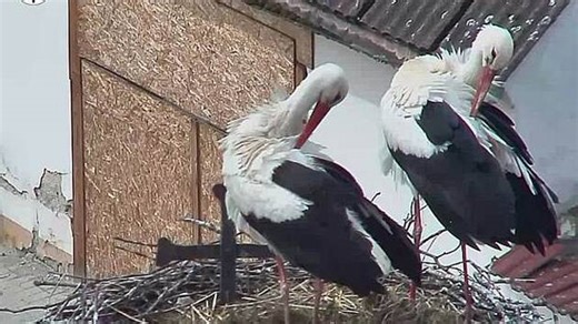 O hnízdo v Dubném je zájem. Letos ho vyzkoušely už tři čapí páry