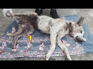 Rescue Stray Dog who was found with severe skin problem and beaten up badly on her stomach and neck