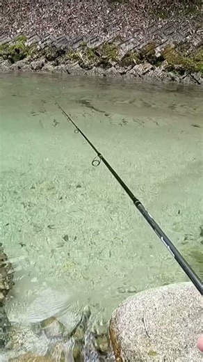 岩魚ゲンキ！ #渓流ルアー #渓流釣り #fishing #イワナ #ヤマメ #アマゴ