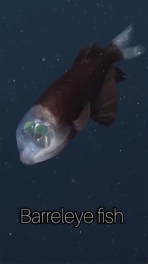 This Ocean Alien Is Real 😱🐟 #wildanimals #ocean #shorts