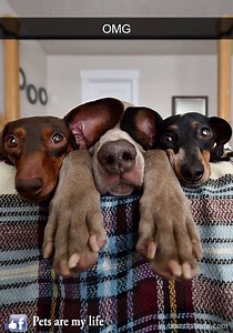 Hilarious Dog Snapchats That Are Impossible Not To Laugh | Pets Are My Life