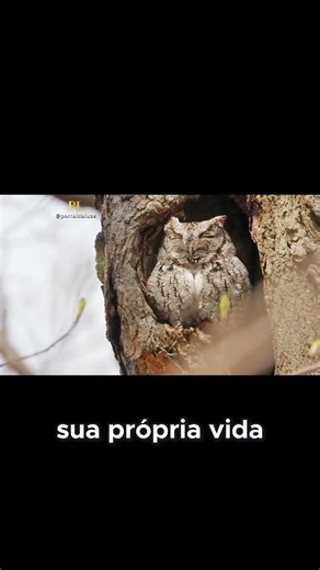 Quando a Coruja Bate na Sua Porta #sinaisDoUniverso #transformação #fé