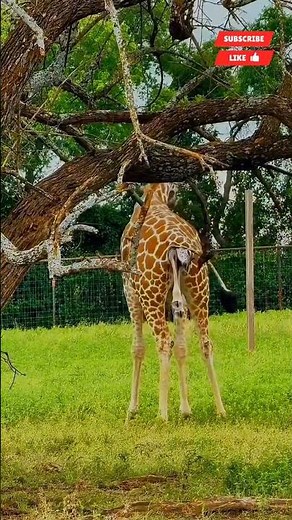 Rare Miracle: Baby Giraffe Born Standing Up 🦒✨ | Amazing Nature