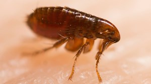 Uptick in vector-borne illnesses in US and what it means to you - Mayo Clinic News Network