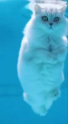 Funny Cat Diving Gone Wrong! 🐱💦 The Most Dramatic Splash Ever!