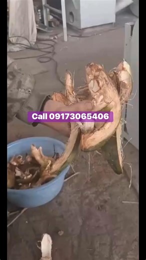 🍃🥥🥥Coconut Peels Husk Defiber Machine/coconut Palm Fiber Extractor/coconut Fiber Coir Extracting MachineProduct Description:Coconut shell grater is composed of shell, wire cutter, motor, outrigger and other parts. Coconut shell grater is a kind of equipment that can process palm fruit bunches or coconut shells into palm silk. The material is put into the machine from the feeding port, and the wire cutter is driven by the motor to rotate through the V-belt to plan the material into silk. The f