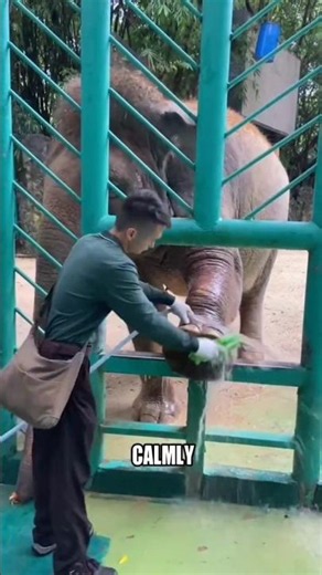 The Real Reason Elephants Love Foot Cleaning