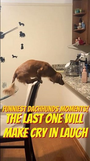 Funniest Dachshund Moments Ever! 🐶😂