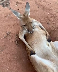 25K views · 4.5K reactions | ‘I’m having a bath in bed. It’s called good time management’ says clever and cute Madeleine  | The Kangaroo Sanctuary Alice Springs | Facebook