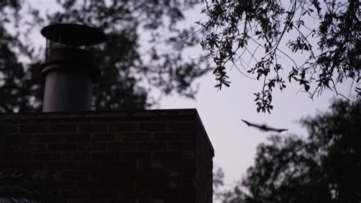 Bats live in Tampa Bay woman's chimney but, legally, she can't relocate them