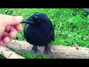 Petting a crow