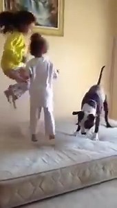 2.3K views · 351 reactions | Awesome  | Animals United | Facebook