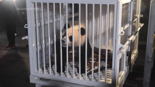Pandas arrive, and The National Zoo's long dark panda drought is ending