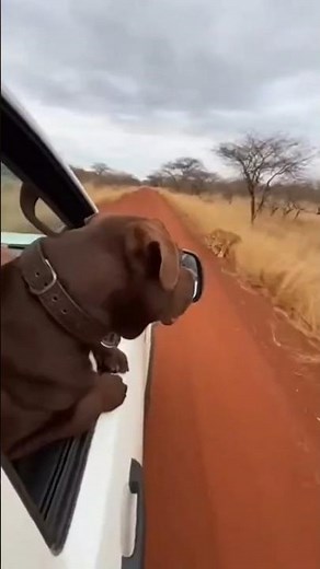 PITBULL VS LION: The Most Intense Encounter You’ve Ever Seen! 😱#lion #pitbull #wildlife