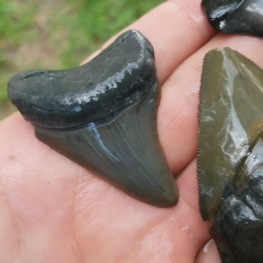 Shark tooth hunting! #shark #sharkweek #megalodon #sharktooth #jaws #themeg #sharkweek2019 #fossils