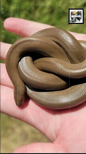Quick Rubber Boa Facts - The Docile Two-headed Snake - Animal a Day #shorts