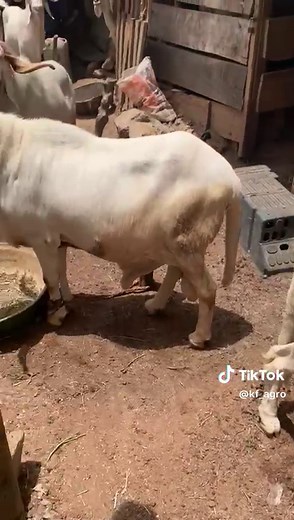 Balami Rams: Northern Nigeria's Finest Sheep Breed