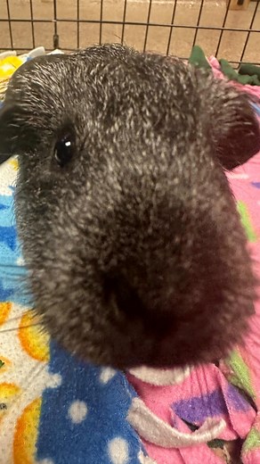 33 reactions · 7 comments | Cupid taking a quick break from floor time for grooming time.  This male guinea pig is a very fun guy who would make a wonderful family pet! He loves to tell you how happy he is with his loud wheeks of excitement. Learn more about Cupid and all his friends at www.green-hill.org/adopt_other. | Greenhill Humane Society | Facebook