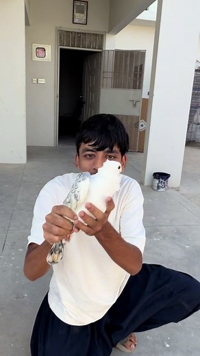 Setting Up a Pigeon Loft: Day 1 Guide