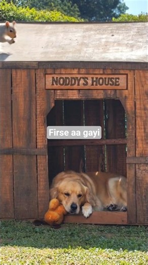 Noddy and squeaky#shorts #dog#funny