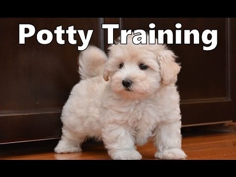 How To Potty Train A PooTon Puppy - Coton Poo House Training Tips - Housebreaking Poo Ton Puppies