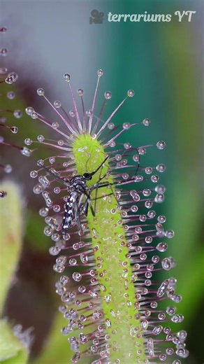 This Is How a Plant Eats an Insect Alive!